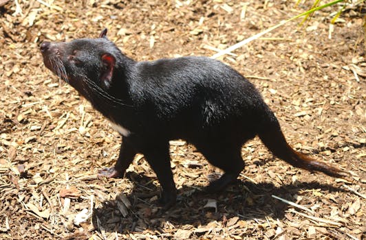 Nordea Visa Mastercard Card Options And Services