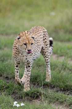 Jokeripokeri Strategian Vinkit Ja Menetelmät Kasinopelien Parhaaseen Tulokseen