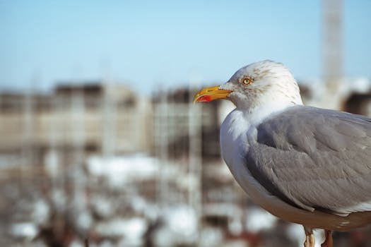 interest-rate-impact