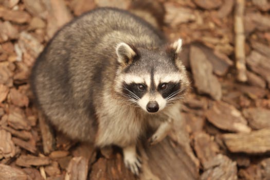 Selaa Selviytymismahdollisuuksia Ja Tukimuotoja Svea Laina Maksuhäiriöiselle