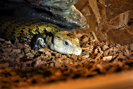 Jokeripokeri Palautusprosentti: Näin Valitset Parhaat Videopokerit Suomen Kasinolla