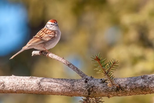 security-shieldpexels