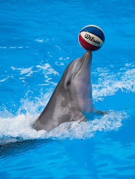 car financing options