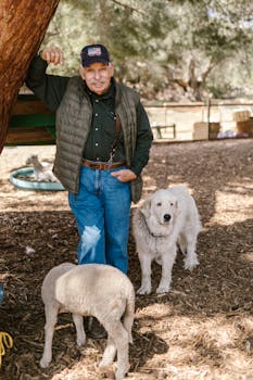 {autolainojen_korkopayment}