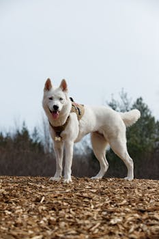 Sigo Kaboo - Vedonlyönti Ja Nettikasinot Suomessa