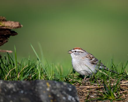 Visa, Luottokortti Ja Debit-säilytyspankki Palvelut Säästöpankissa