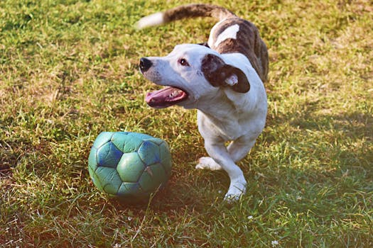 Poker Hold Em – Sääntö, Strategia Ja Pelitavat Suomessa